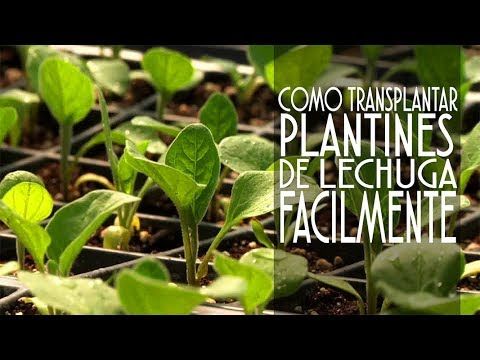 Como Transplantar Plantines De Lechuga Facil Y En Pocos Pasos Youtube Lechuga Huerto Urbano Huerta