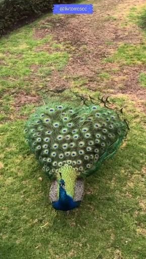 Peacock | Animals | Bird | Beautiful