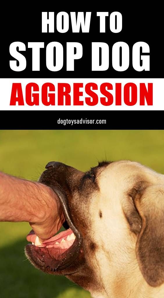 Is Your Dog Showing Signs Of Aggression Dog Aggression Can Be A