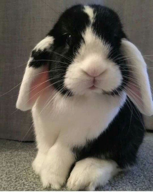 Lovable Rabbit Cuccioli Cuccioli Carini Coniglietti
