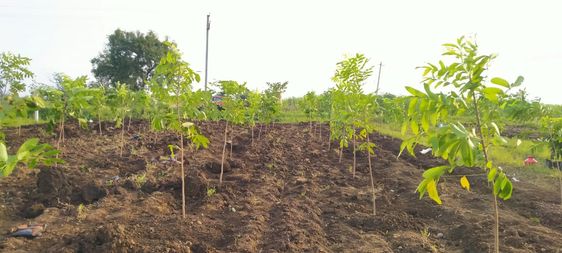 Open Plots For Sale In Narayanakhed,Telangana@Visaaaproperties
