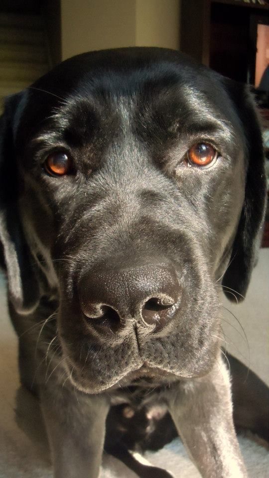 Ectropion Labrador Puppy Ectropion Labrador Puppy