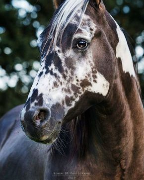 Rare & Beautiful Horse Markings