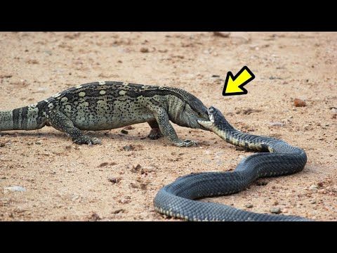 Si No Lo Vez No Lo Podrás Creer Animales Salvajes Youtube Animales Salvajes Animales Salvajes