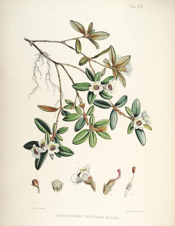 n47_w1150 | The rhododendrons of Sikkim-Himalaya :. London :… | Flickr