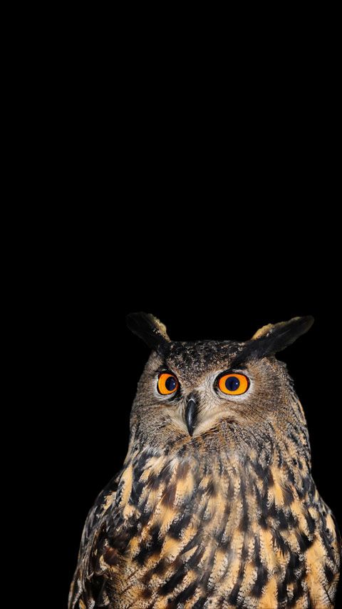 Amazing Mobile Wallpaper Owl Wallpaper Iphone Owl Wallpaper