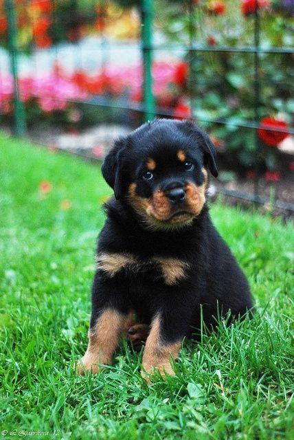 #cute #tiny #puppy #pup #dog