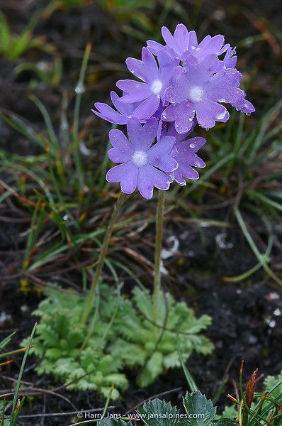 Primula primulina