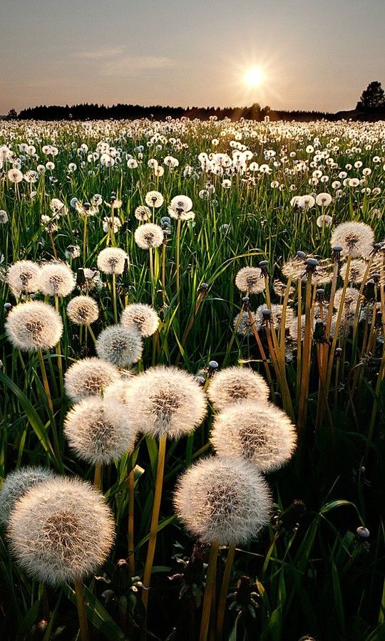 Sunrise in the meadow
