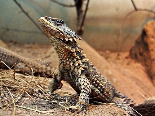 Smaug Giganteus