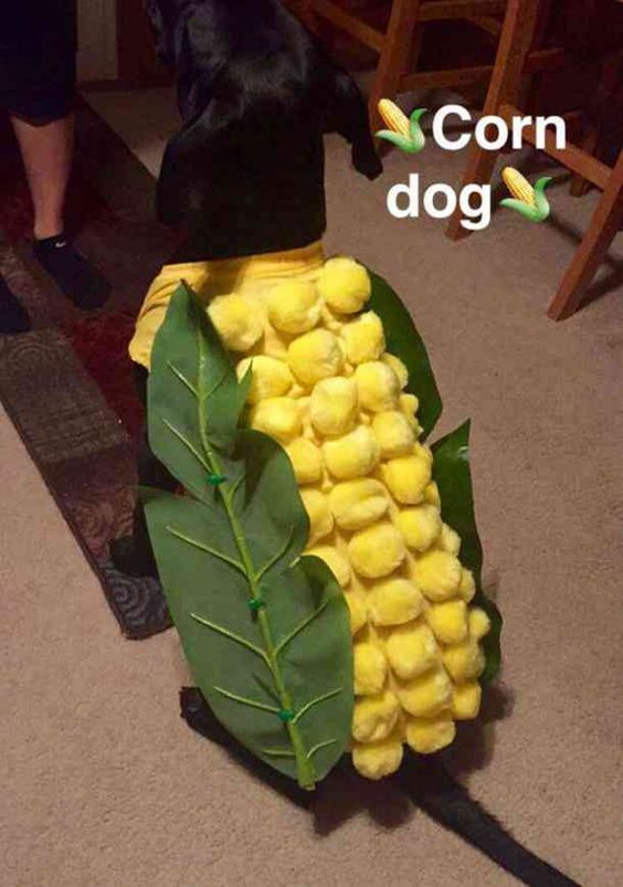 We've gathered the best of the best dog Halloween costumes and cat Halloween costumes to help you celebrate your favorite spooky holiday with your entire family - pets included! Check out our picks of the 40 best Halloween costumes for pets. #halloween #halloweencostumes #dogcostume #doghalloweencostume #catcostumes #halloweencostumesforpets