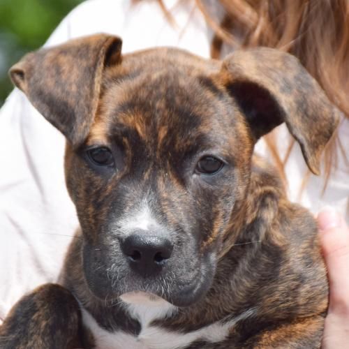 Help This Sweet Pup Find A Home Thx For Sharing Boxer American
