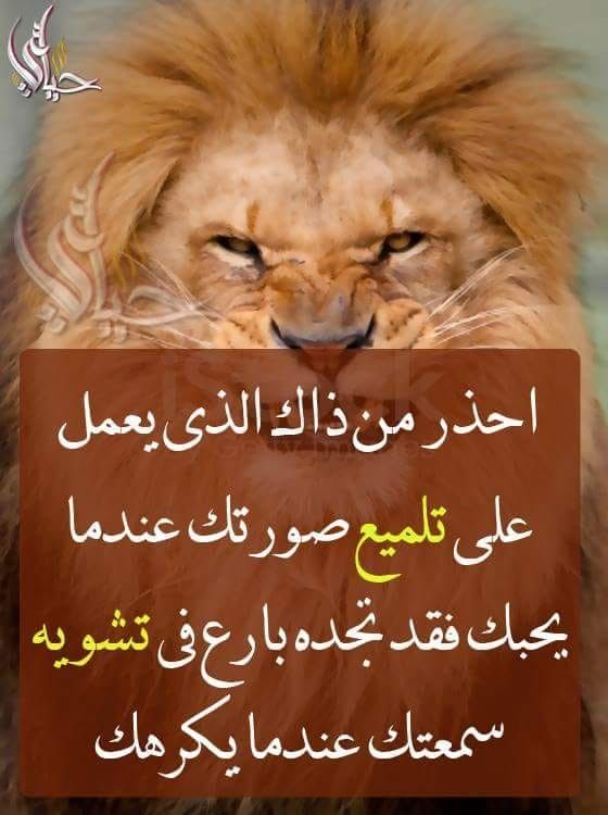 Pin By فلسطينية ولي الفخر On روائع الحكم Animals Lion