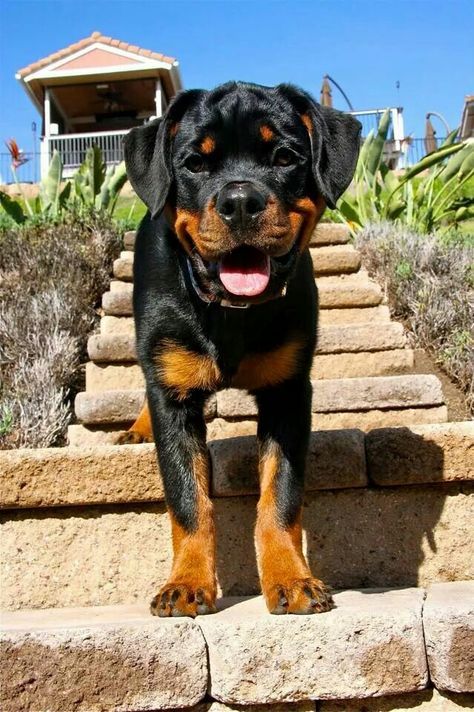 Rottweiler Dog Breed Information