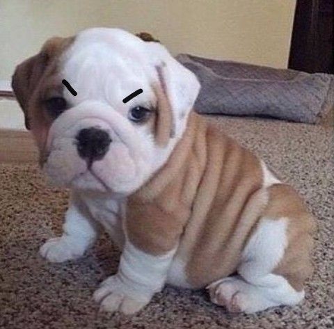 Lol Hilarious Dog Memes New Cute Puppy Breeds Cute Puppies Dog