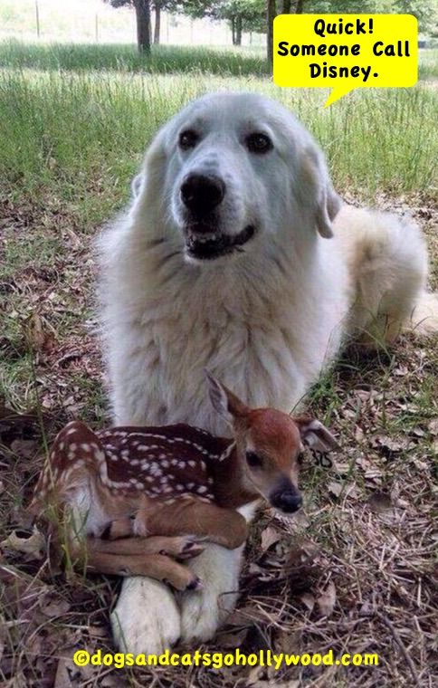 Funniest Dog Videos And Pictures Battle Of The Websites Cute