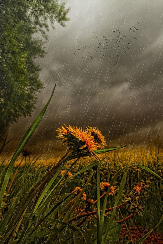 Who\'ll stop the rain.