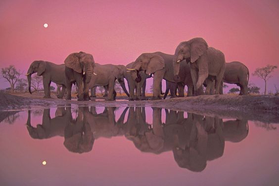 Gripping photos capture the beauty and plight of the world\'s elephants #WorldElephantDay