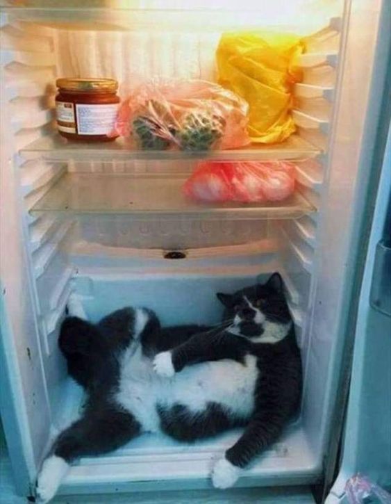 animales te enseñan a refrescarte en días de calor animales te enseñan a refrescarte en días de calor
