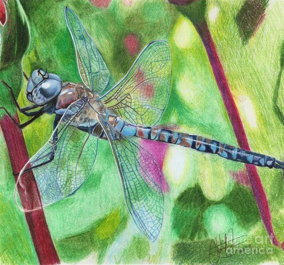 Blue Dragonfly by Christian Conner