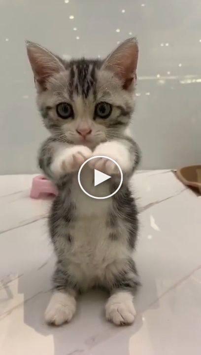 Cats Are Very Lovable Creatures Is It Like Humans Cute Cat Gif Funny Animal Videos Cute Cats And Kittens Cats Are Very Lovable Creatures Is It Like Humans Cute Cat Gif Funny Animal Videos Cute Cats And Kittens