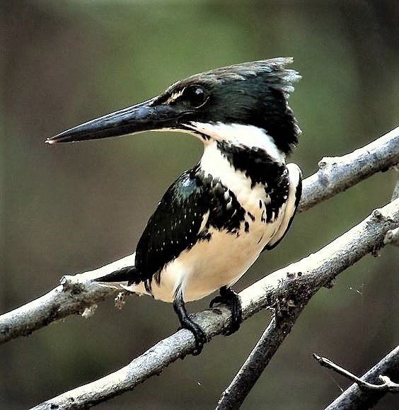 دبوس على Kingfishers