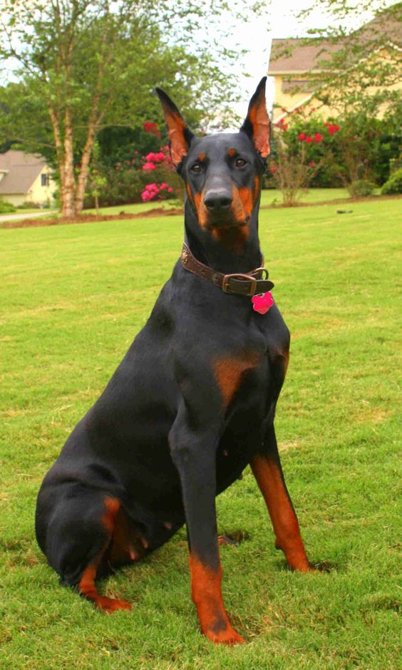 Dogs Doberman Pinscher Puppies For Sale You Can Find Out More