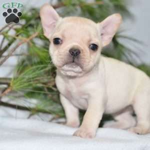 Jewel French Bulldog Puppy For Sale In Ohio Bulldog Puppies