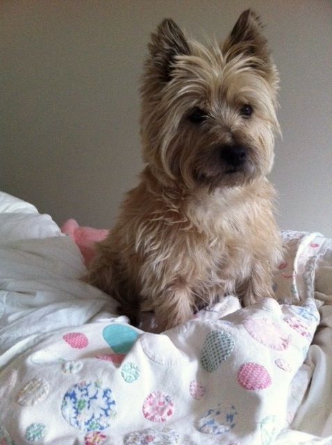 Vintage quilt connoisseur with beautiful Cairn