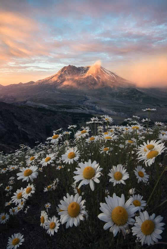Mt St Helens towering above wildflowers during a beautiful sunrise (1400x2000) @rosssvhphoto