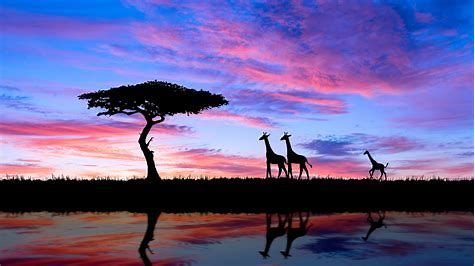 Tropical Savanna Sunset Bing Images African Sunset Sunset Wallpaper Landscape Wallpaper