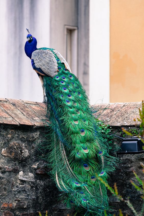 peacock | bird photography #peafowl