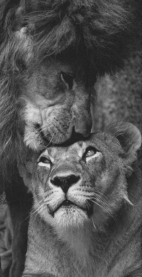 Pin di Djurisicanastasija su Sfondi astratti | Sfondi astratti, Astratto, Sfondi in 2022 | Most beautiful animals, Lion photography, Lion images