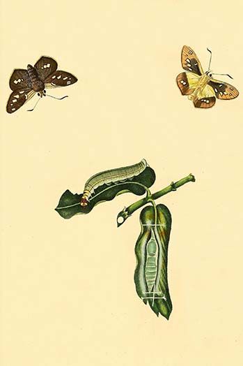 Surinam Butterflies Moths Caterpillars By Jan Sepp 75 Art Print Moth Caterpillar Art Prints Art