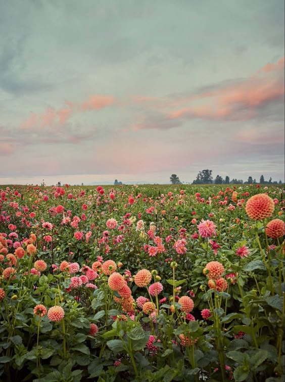 orange and pink flowers