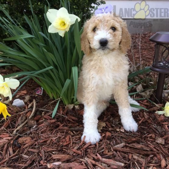 950 Rocky Bernedoodle Puppy For Sale In Findlay Oh Lancaster
