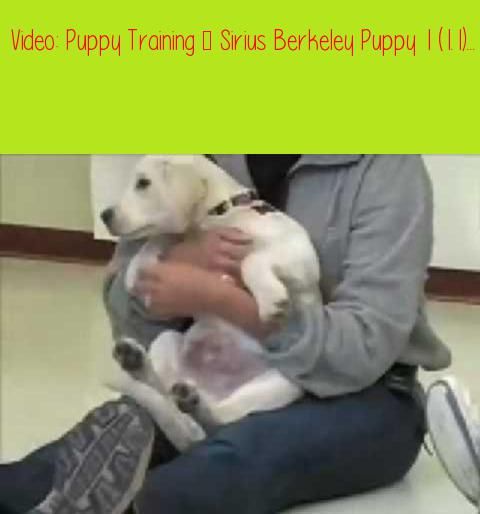 Puppy Training Sirius Berkeley Puppy 1 1 1 Prefer Text Okay So