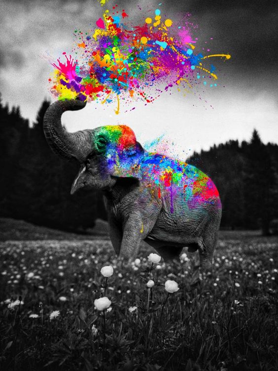 Download Elephant Color Splash wallpaper by Genz_Artist - f9 - Free on ZEDGE™ now. Browse millions of popular Elephant Wallpapers and Ringtones on Zedge and personalize your phone to suit you. Browse our content now and free your phone