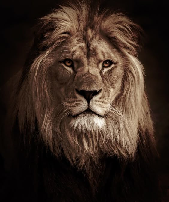 the king