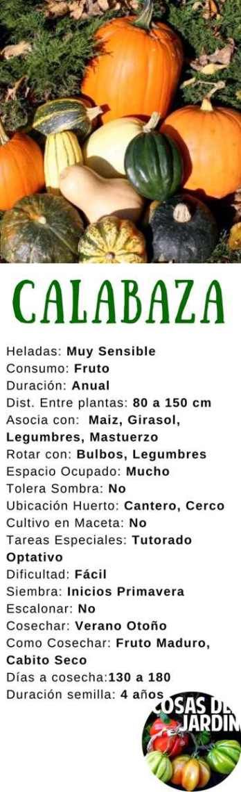Guía De Cultivo De Calabaza Y Zapallo Cosas Del Jardin Cultivo De Calabaza Como Cultivar Calabazas Huerta En Macetas
