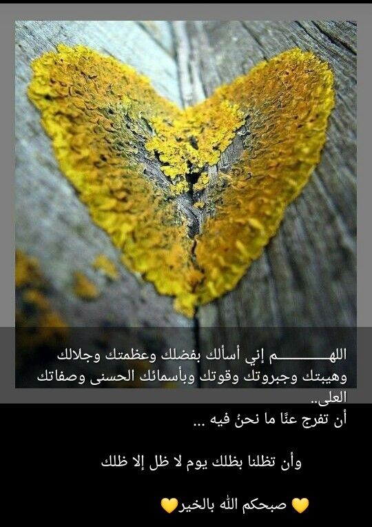 Pin By Zino On علاج لكل شيء Moth Insects Animals