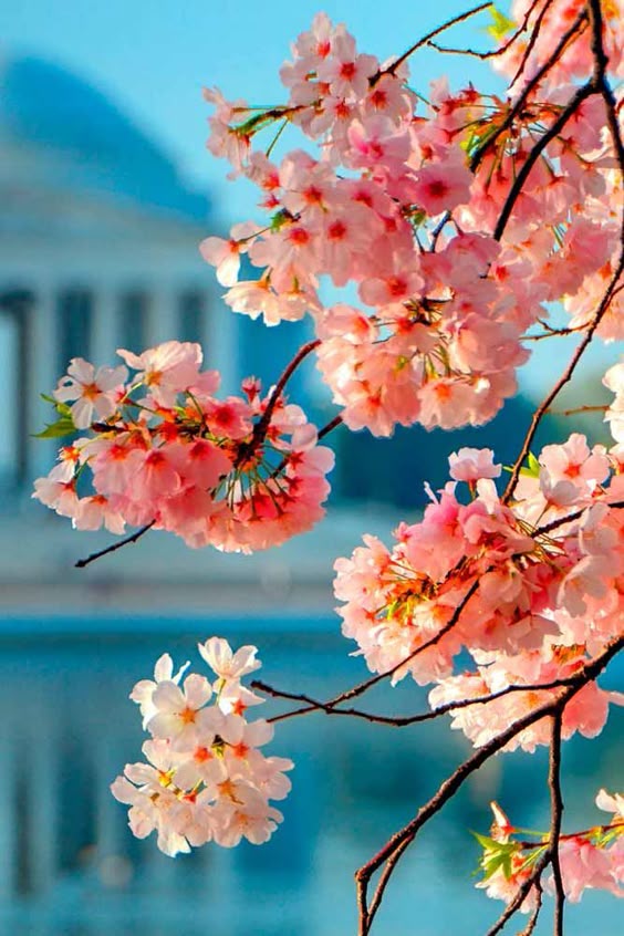 Discover inspiring pictures of pretty flowers. Choose flowers to plant in the garden or use for bouquet arrangements. #flowers #glaminati #lifestyle