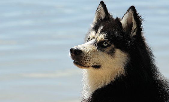 Husky Dog Dog Breed Animal Sled Dog Training Your Dog Dogs