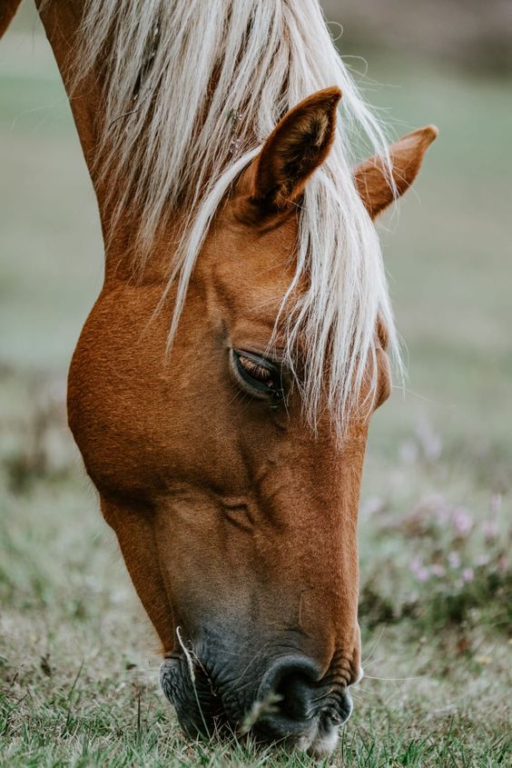 Congress Passes Bill Defining Horses as Livestock