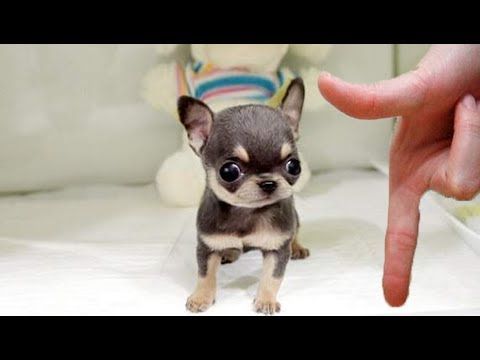 Puppy Surprise Reaction 27 Tears Of Joy Try Not To Cry