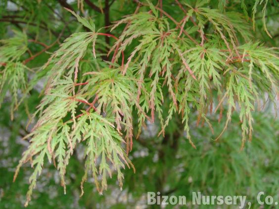 Cultivo Y Cuidados Del Arce Japonés Arce Japones Arce Arce Palmatum