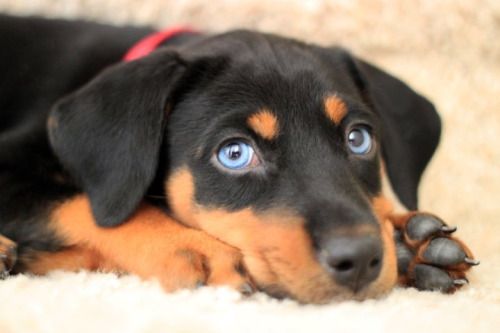 Doberman Husky Cross 1001doggy Com Doberman Mix Doberman Pinscher