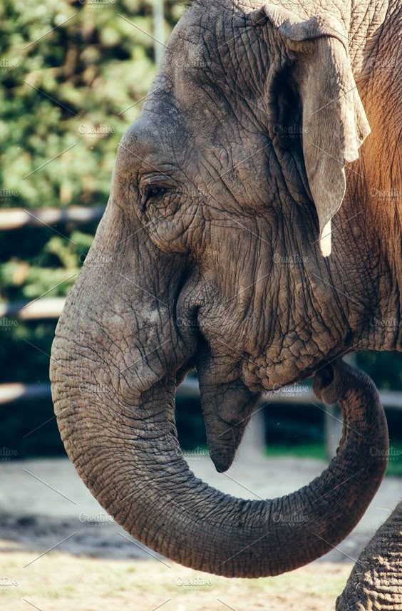 The elephant featuring elephant, nature, and animals