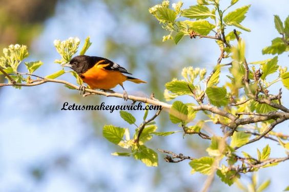 Birds are so closely tied to their ecosystems that they are often the first creatures to let us know that something is wrong. They are indeed the proverbial canaries in the coalmine acting as indicators of sustainability and ecosystem health, so caring for the birds means caring for the world.