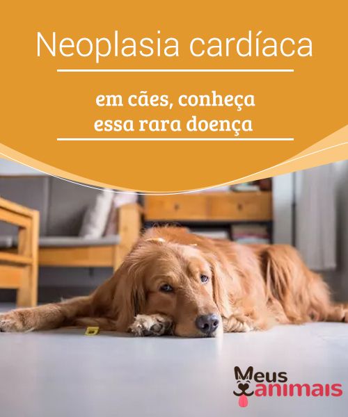 Neoplasia Cardiaca Em Caes Conheca Essa Rara Doenca Bichos De